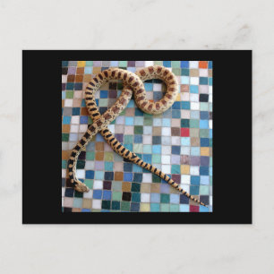 Gopher Snake Valley Vykort