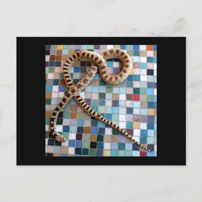 Gopher Snake  Valley Vykort (Framsida)