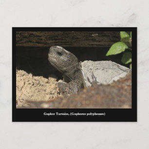 Gopher Tortoise på utslaget Vykort