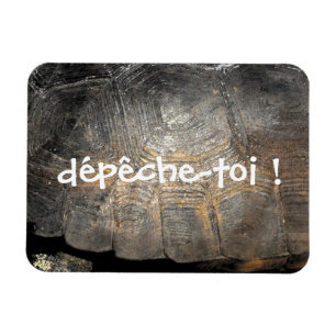 Gopher Tortoise Snäcka Magnet