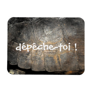 Gopher Tortoise Snäcka Magnet