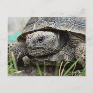 Gopher Tortoise Vykort