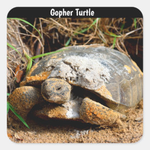 Gopher Turtle Fyrkantigt Klistermärke