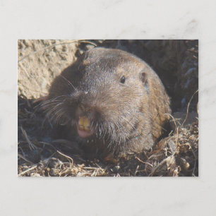 Gopher-vykort Vykort