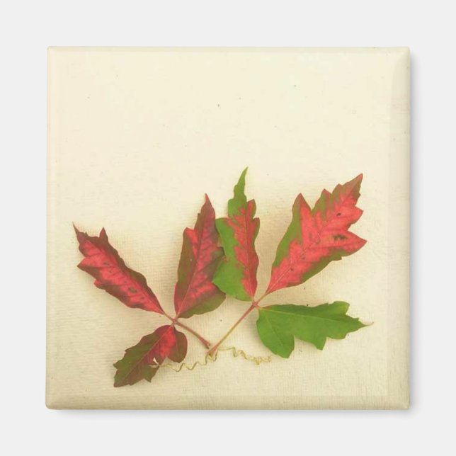 Gör din egen magnet - Fall Pin Oak Löv (Framsidan)