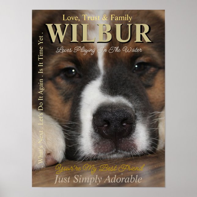 Gör ditt husdjur till stjärnan de är - tidningsaff poster (Framsidan)