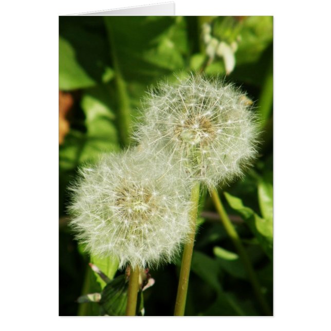 Gör en önskan hälsningskort (Framsidan)