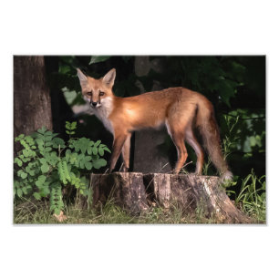 Göra Red Fox-fotoutskrift Fototryck