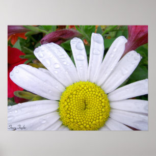Görad genomvåt daisy 5 poster