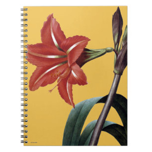 Görad randig Amaryllis Anteckningsbok Med Spiral