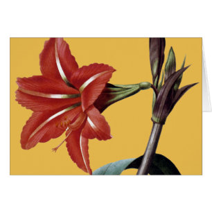 Görad randig Amaryllis OBS Kort