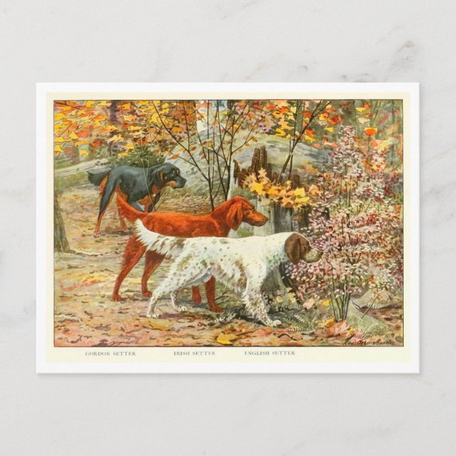 Gordon, Irish och English Setter Hundar Postcard Vykort (Framsida)