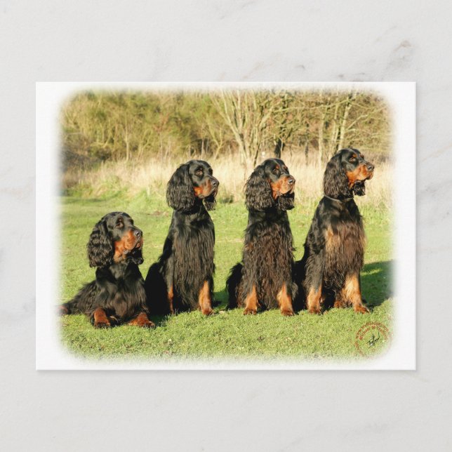 Gordon Setter 9Y105D-080 Vykort (Framsida)