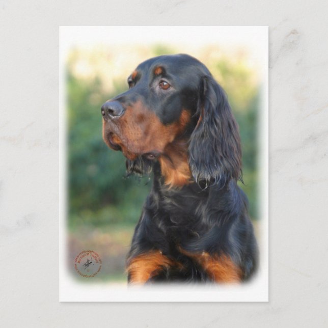 Gordon Setter 9Y109D-021 Vykort (Framsida)