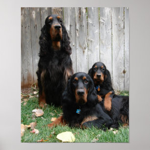 Gordon Setter Generation Kanvastryck Poster