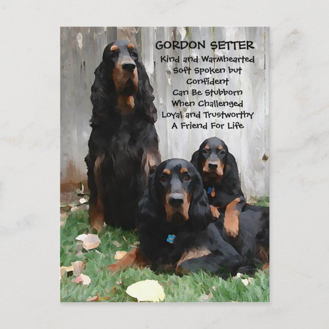Gordon Setter Generation Painting Postcard Vykort (Framsida)