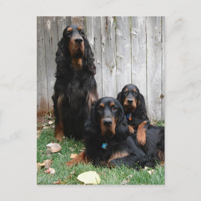 Gordon Setter Generation Postcard Vykort (Framsida)