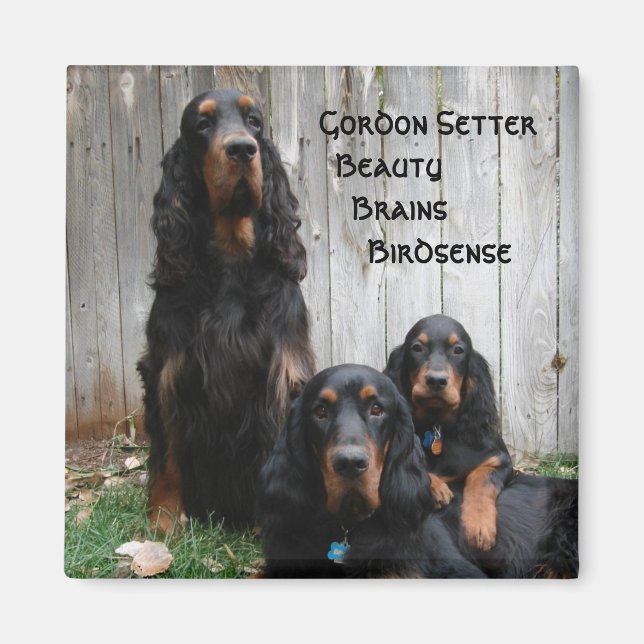 Gordon Setter Generationer Magnet (Framsidan)