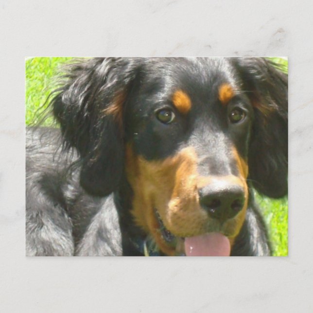 Gordon Setter Hund vykort (Framsida)