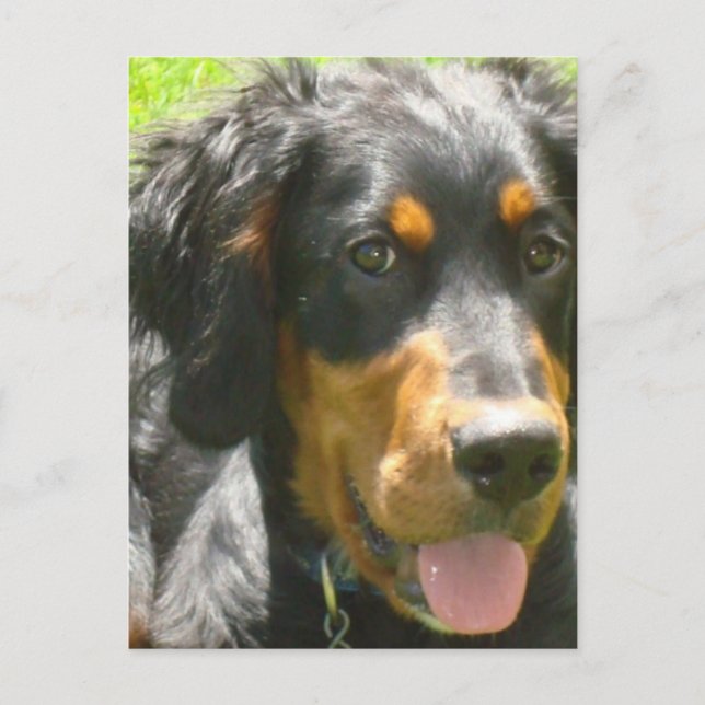 Gordon Setter Hund vykort (Framsida)