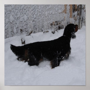 Gordon Setter i Kanvastrycket Snowstorm Poster