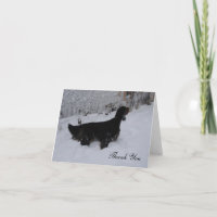 Gordon Setter i Snowstorm Tackkort