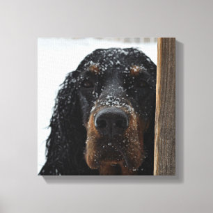Gordon Setter i Winter Wrapped Canvas