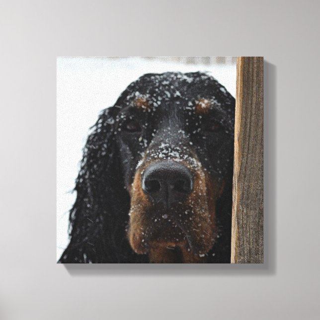 Gordon Setter i Winter Wrapped Canvas (Framsida)