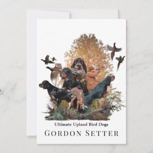 Gordon Setter,jaktsäsong Inbjudningar