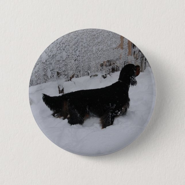 Gordon Setter-knapp Knapp (Framsida)