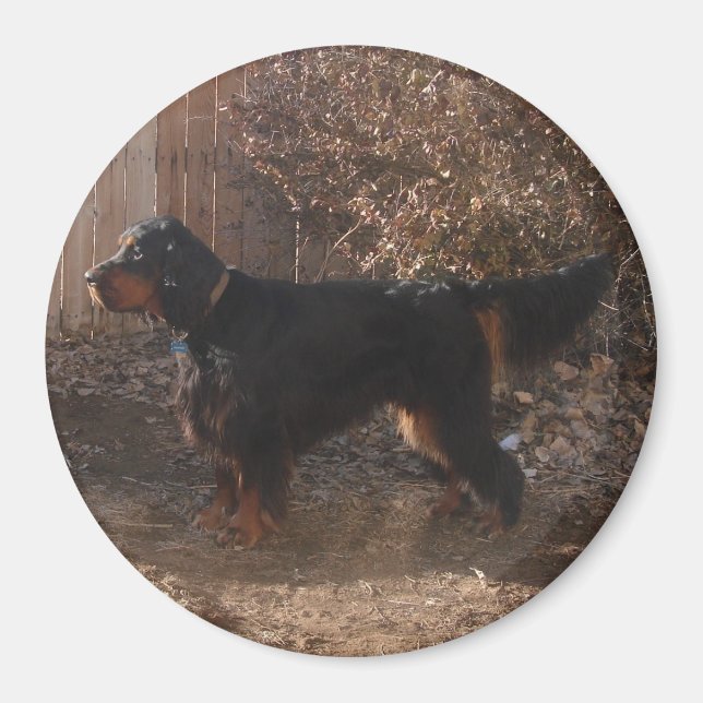 Gordon Setter Magnet (Framsidan)