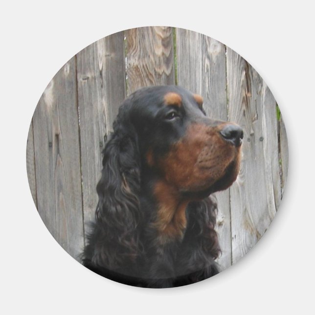 Gordon Setter Magnet (Framsidan)