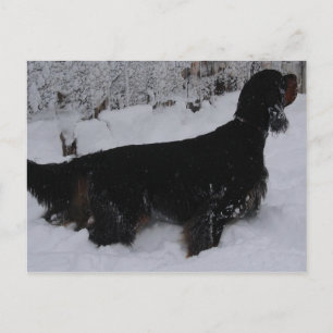 Gordon Setter Photo Postcard Vykort