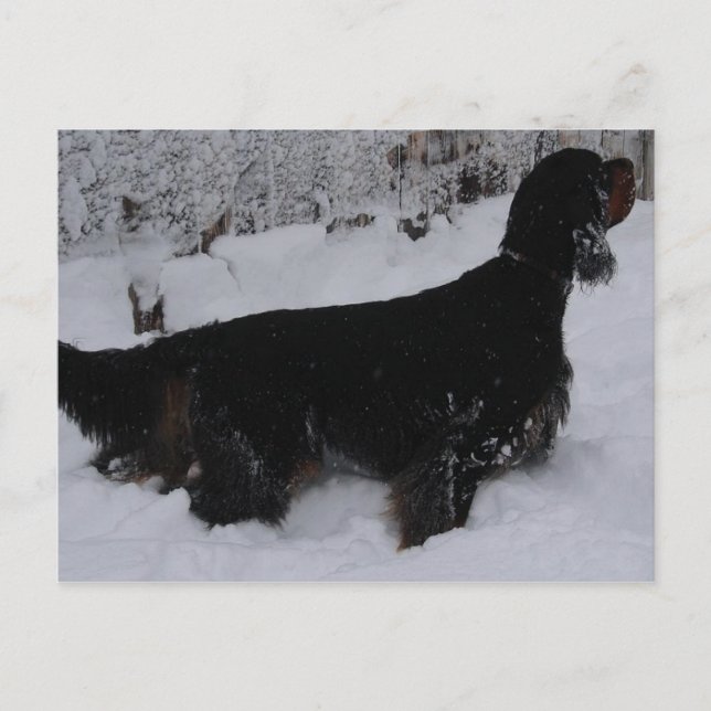 Gordon Setter Photo Postcard Vykort (Framsida)