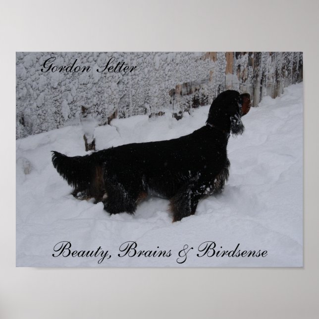 Gordon Setter Poster (Framsidan)