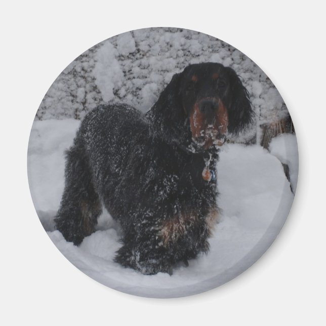 Gordon Setter Puppy Magnet (Framsidan)