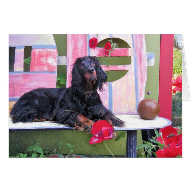 Gordon Setter Shania Hälsningskort (Framsidan Horizontal)