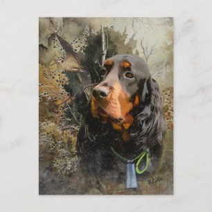 Gordon Setter Vykort