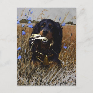 Gordon Setter Vykort