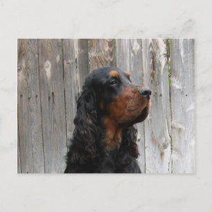 Gordon Setter vykort