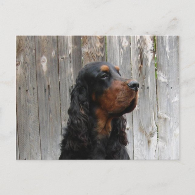 Gordon Setter vykort (Framsida)