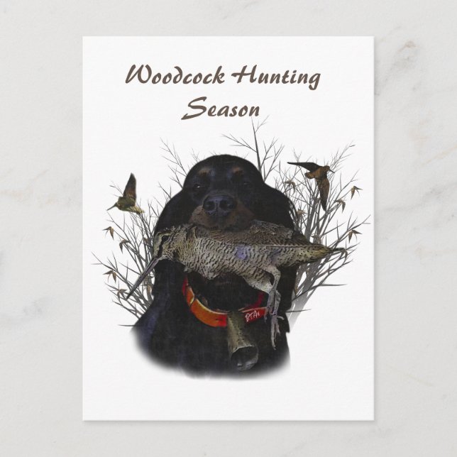 Gordon Setter  Vykort (Framsida)