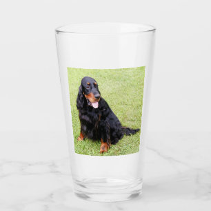 gordonsetter sitta glaskopp