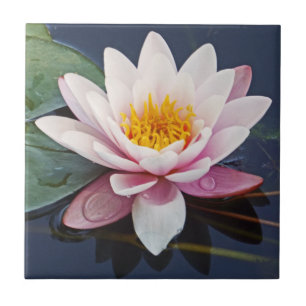 GOREOUS BLEK-ROSA LOTUS-BLOMMAR MED VATTEN-DROPS KAKELPLATTA