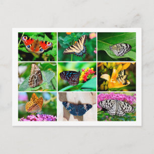 Gorgant Butterflies Collage Postcard Vykort