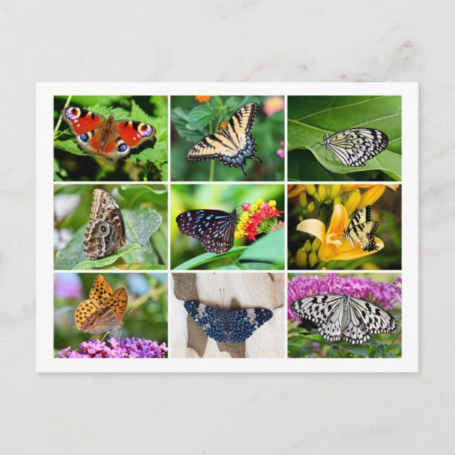 Gorgant Butterflies Collage Postcard Vykort (Framsida)