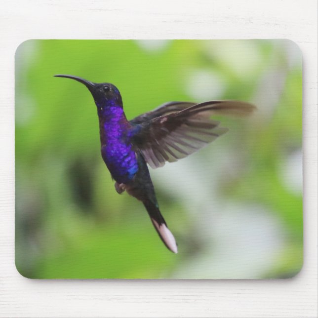 Gorgant Hummingbird Mouse Pad Musmatta (Framsidan)