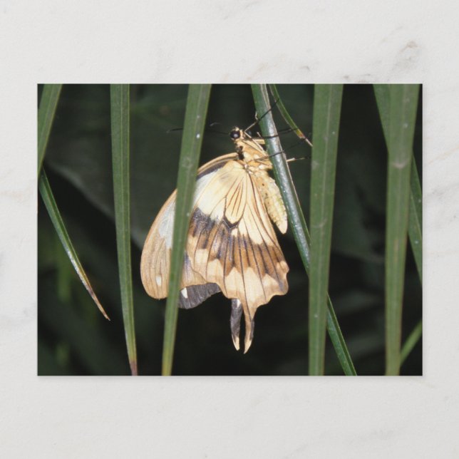 Gorgant Moth-vykort Vykort (Framsida)