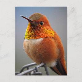 Gorgant Orange Hummingbird Vykort