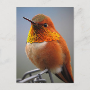 Gorgant Orange Hummingbird Vykort